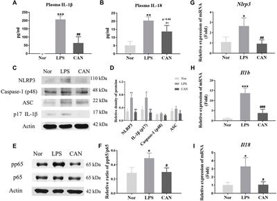 Canagliflozin Ameliorates NLRP3 Inflammasome-Mediated Inflammation Through Inhibiting NF-κB Signaling and Upregulating Bif-1